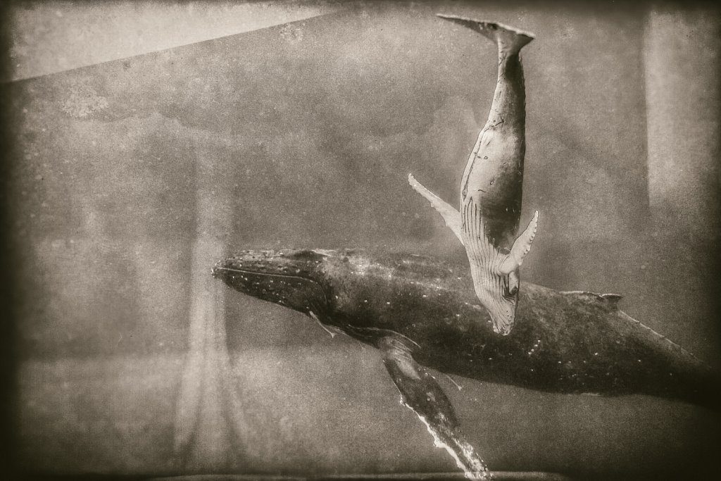 Digital wet plates (The whales of Tonga)